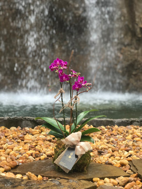 Mini Orchid Kokedama