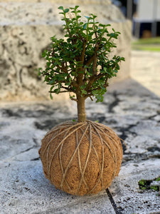 Jade, Dwarf  Kokedama (Portulacaria afra)