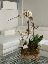 Load image into Gallery viewer, Orchids Arrangement, made on Wooden Base