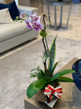 Load image into Gallery viewer, Single Orchids Kokedama