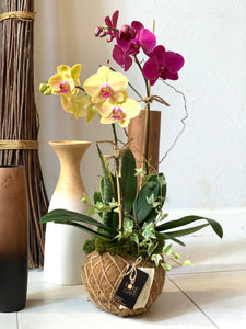 Elegant Two Orchids Kokedama