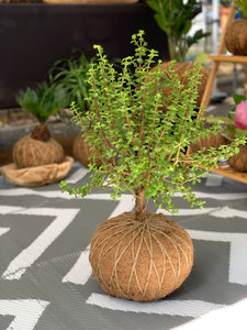 Jade, Dwarf  Kokedama (Portulacaria afra)