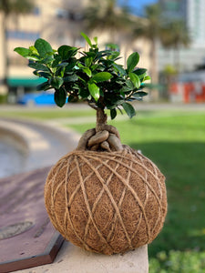 Ficus Ginseng Kokedama