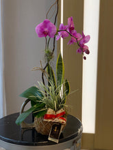Load image into Gallery viewer, Single Orchids Kokedama
