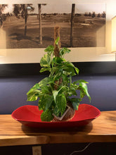 Load image into Gallery viewer, Pothos Kokedama