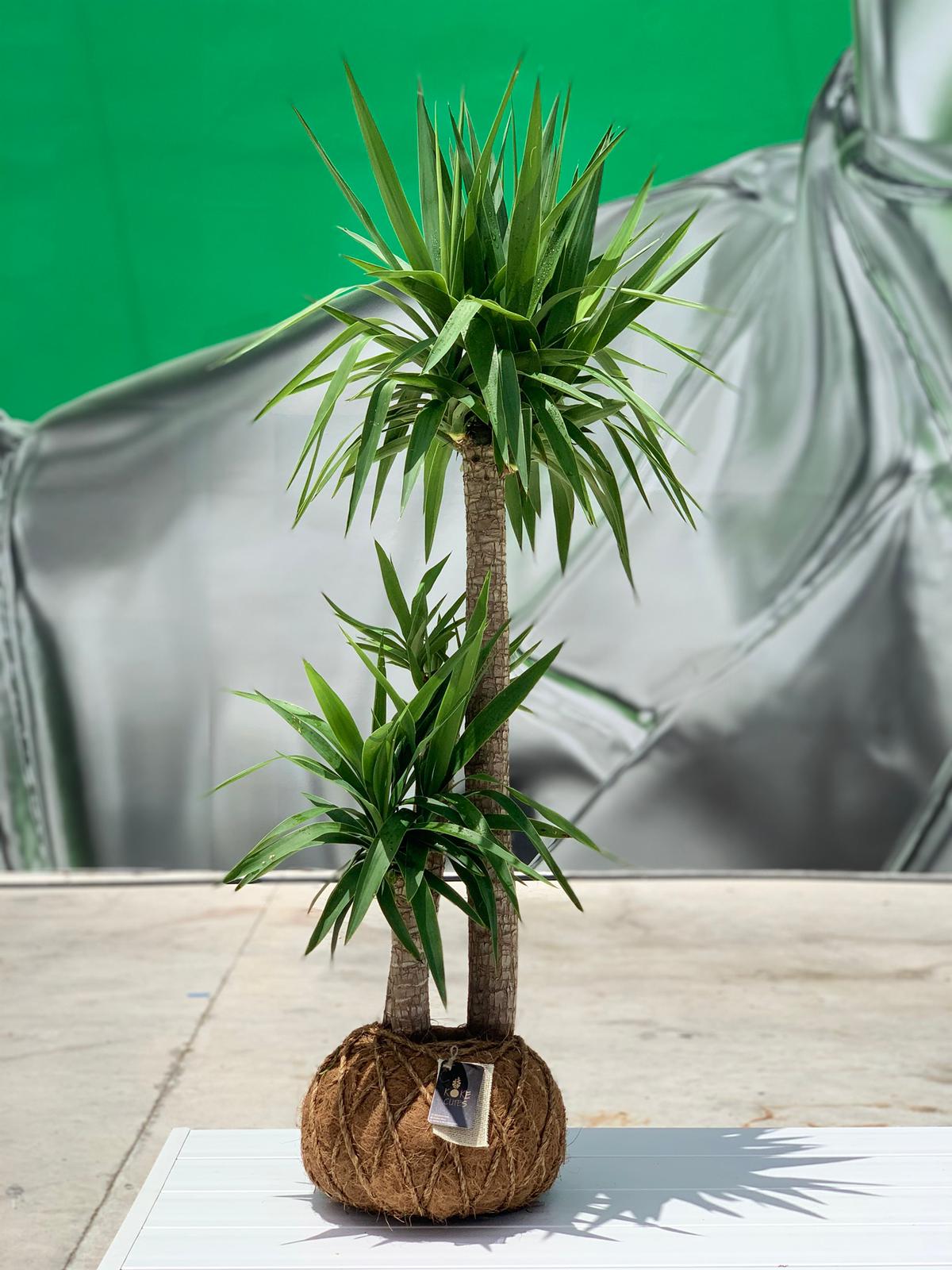 Yucca Cane Plant / Planta Yuca (Mexicana) – KOKECUTES