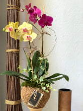 Load image into Gallery viewer, Elegant Two Orchids Kokedama