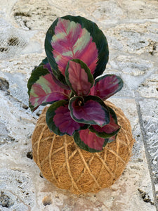 Calathea Roseopicta Mini Kokedama