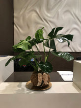 Load image into Gallery viewer, Monstera kokedama