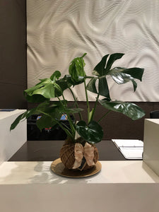 Monstera kokedama