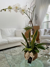 Load image into Gallery viewer, Single Orchid White Kokedama