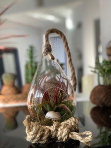 Terrarium Diamante