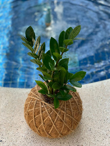 Zamioculcas, ZZ Kokedama