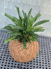 Load image into Gallery viewer, Calathea Vittata Kokedama