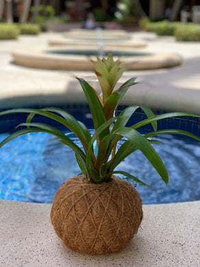 Bromeliad Guzmania Kokedama