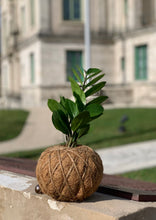 Load image into Gallery viewer, Zamioculcas, ZZ Kokedama