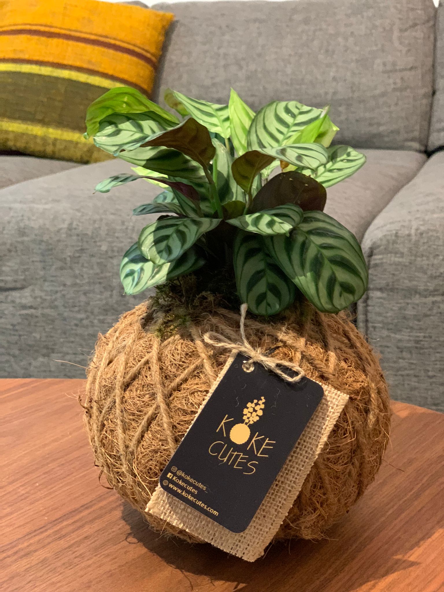 calathea fishbone prayer plant Calathea Burle Marxii 'Fishbone Prayer' – KOKECUTES
