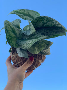 Satin Pothos Kokedama