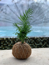 Load image into Gallery viewer, Neanthe Bella Palm Kokedama