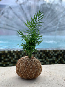 Neanthe Bella Palm Kokedama