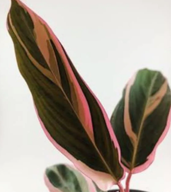 Calathea Stromanthe Triostar Kokedama