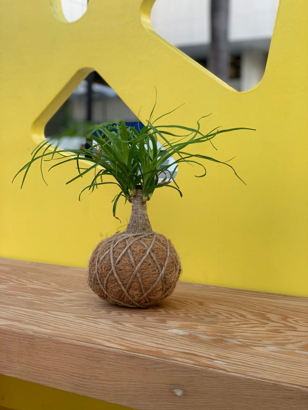 Ponytail Palm - Beaucarnea recurvata - Palma Botella Kokedama