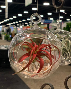  Funecy Plant Terrarium Light Luxury high-end vase