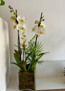 Double Stem Orchid Arrangement