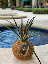 Load image into Gallery viewer, Bromeliad Pineapple Kokedama