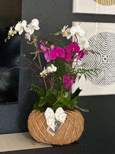 Orchids Crystal Kokedama