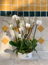 Load image into Gallery viewer, Orchids Arrangements 6