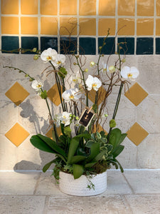 Orchids Arrangements 6