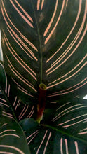 Load image into Gallery viewer, Calathea Ornata Kokedama