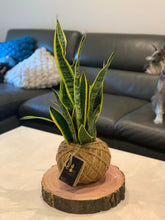 Load image into Gallery viewer, Snake Plant or Mother-in-Law&#39;s Tongue Kokedama