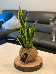 Snake Plant or Mother-in-Law's Tongue Kokedama