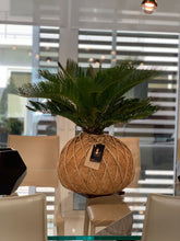 Load image into Gallery viewer, Sago Palm - (Cyca Revoluta) Kokedama