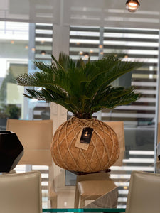 Sago Palm - (Cyca Revoluta) Kokedama