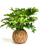 Load image into Gallery viewer, Philodendron Hope Selloum Kokedama