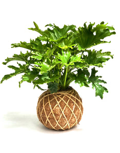 Philodendron Hope Selloum Kokedama