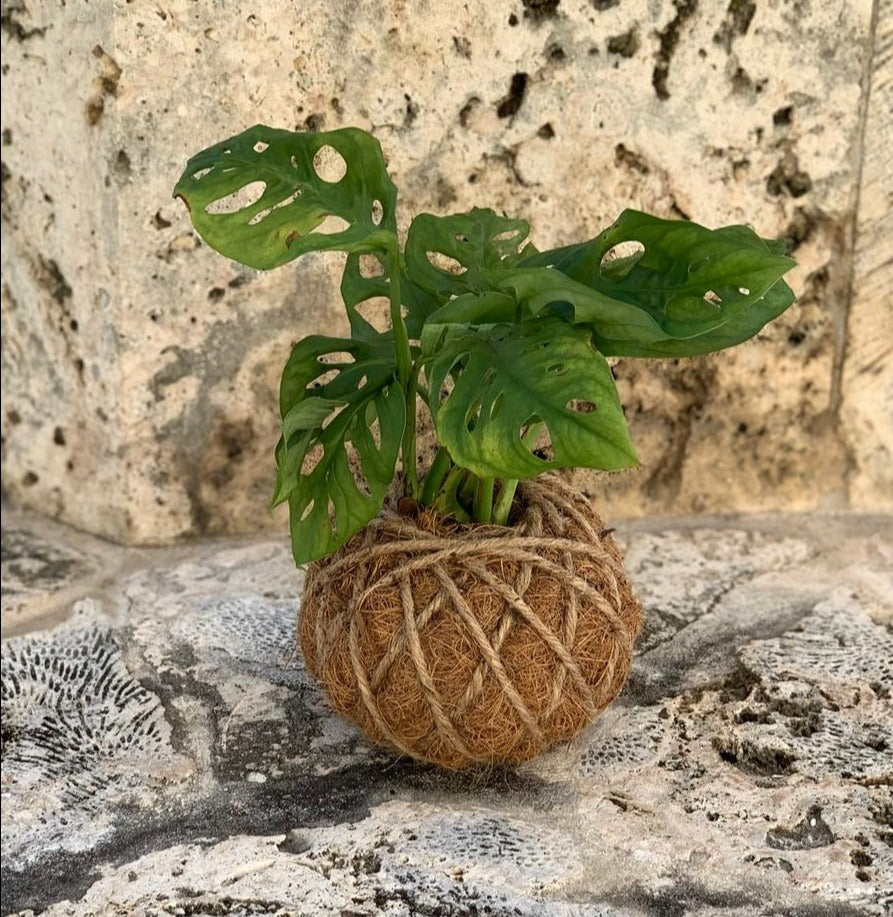 monstera adansonii kokedama Swiss Chesse Kokedama – KOKECUTES