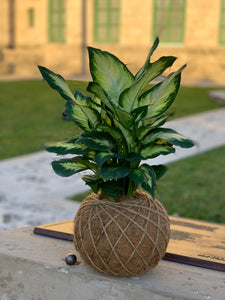 Dieffenbachia Plant Kokedama