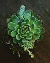 Load image into Gallery viewer, Succulent Arrangement Kokedama