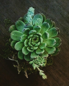 Succulent Arrangement Kokedama