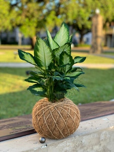 Dieffenbachia Plant Kokedama