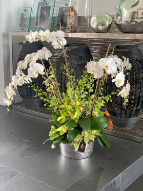Orchid Arrangement White