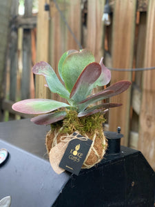 Kalanchoe Flapjack Kokedama