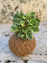 Load image into Gallery viewer, Peperomia / Baby Rubber Plant Kokedama