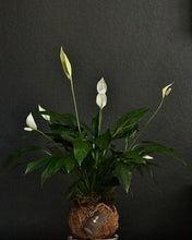 Load image into Gallery viewer, Peace Lily Plant Kokedama Spathiphyllum