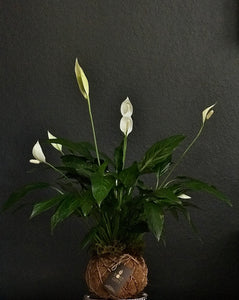 Peace Lily Plant Kokedama Spathiphyllum