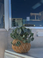 Load image into Gallery viewer, Peperomia Frost Kokedama